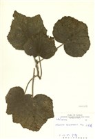 藏品(山芙蓉)的圖片